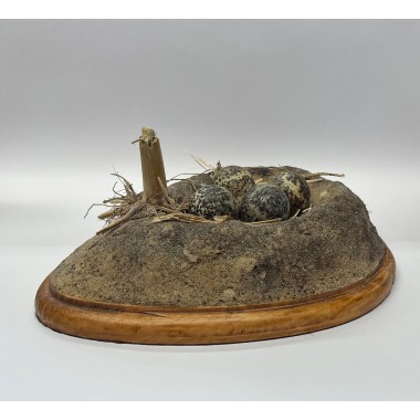 Nest met Kievitseieren van...